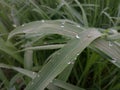 Dew Drops On A Leaf